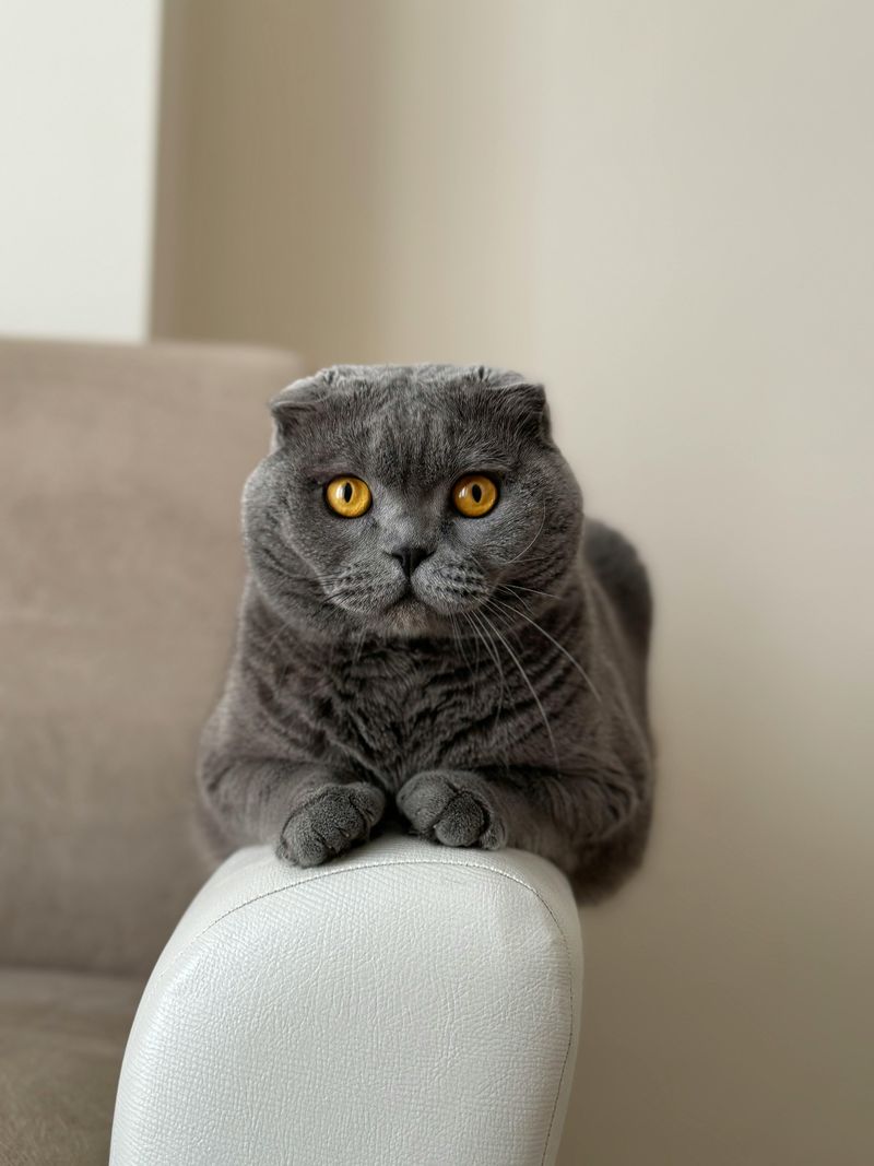 Scottish Fold