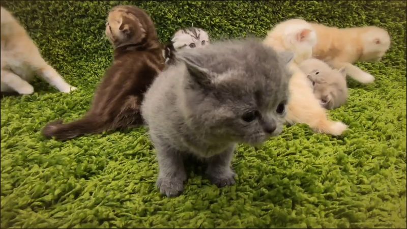 Scottish Fold
