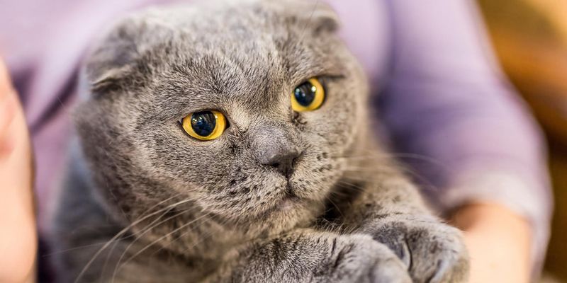 Scottish Fold