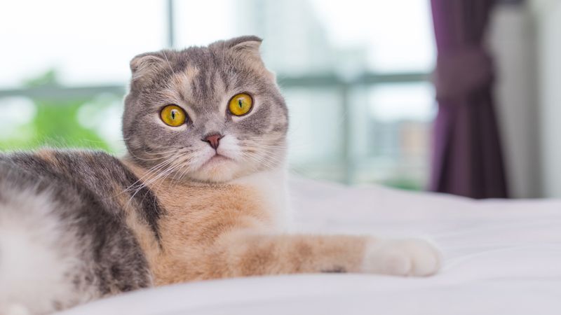Scottish Fold