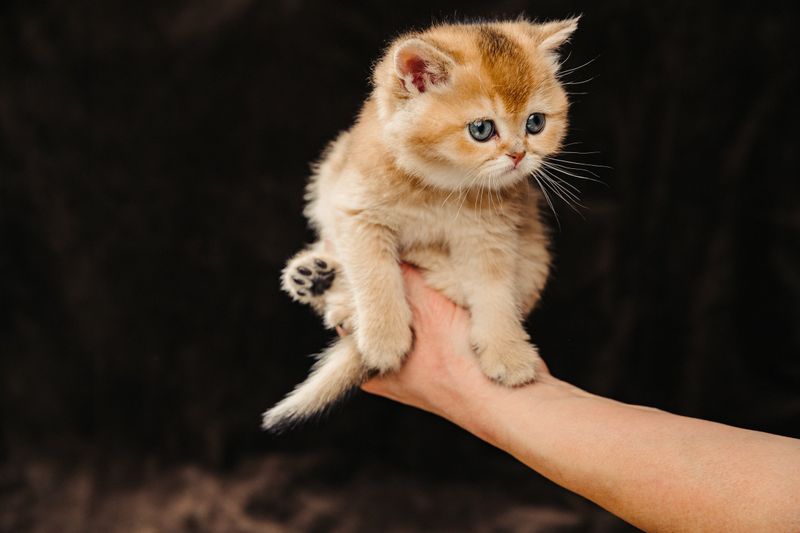 Scottish Fold