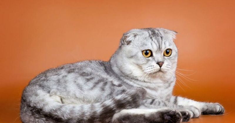 Scottish Fold