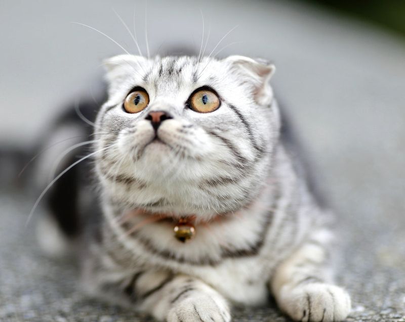 Scottish Fold