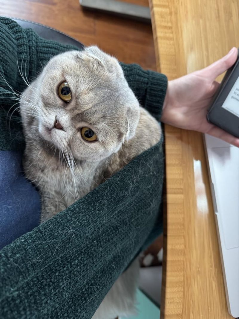 Scottish Fold