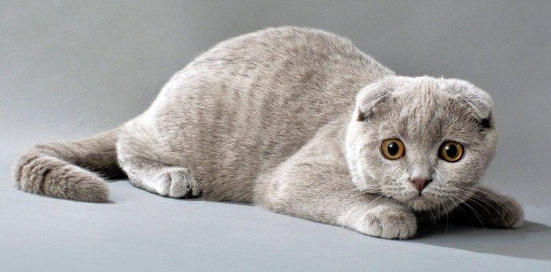 Scottish Fold
