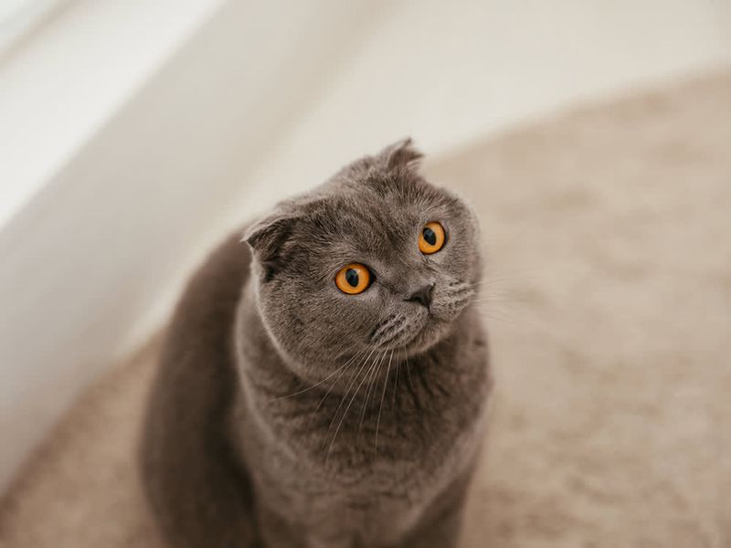 Scottish Fold