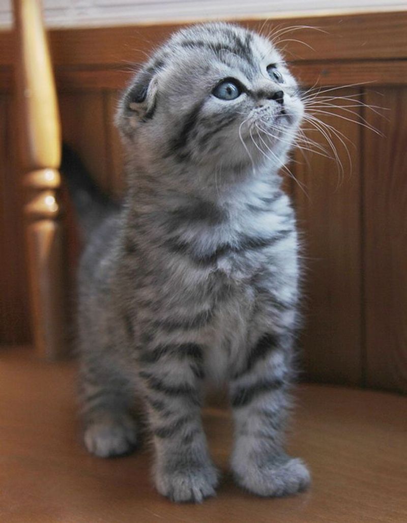 Scottish Fold