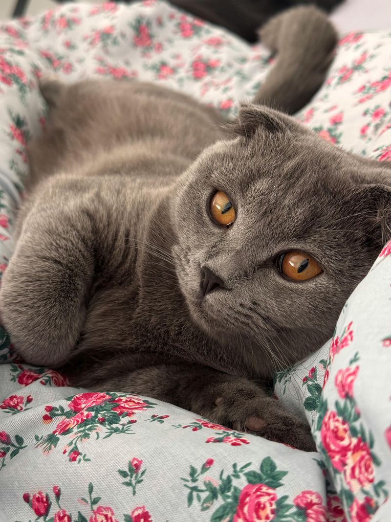 Scottish Fold