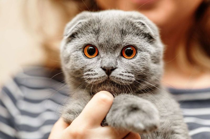 Scottish Fold Blue