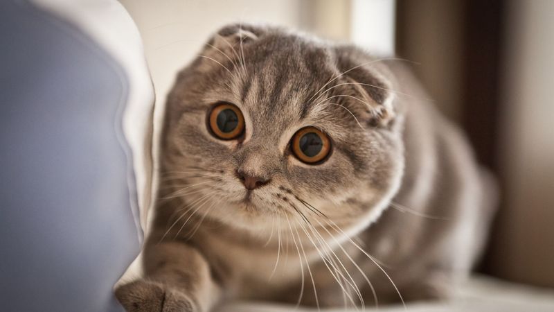Scottish Fold Cats
