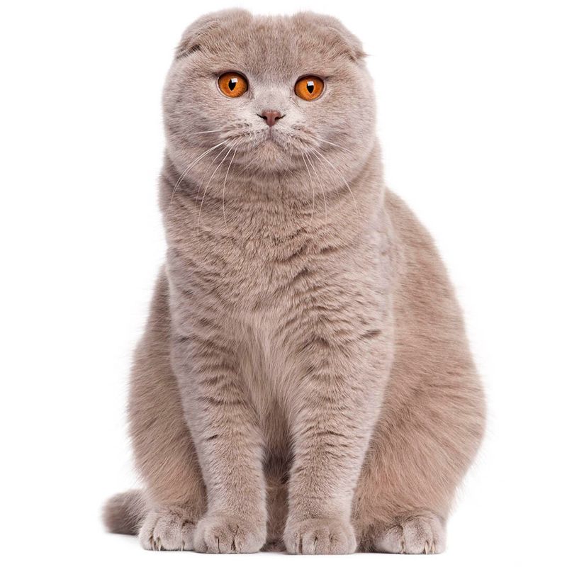 Scottish Fold Frenzy