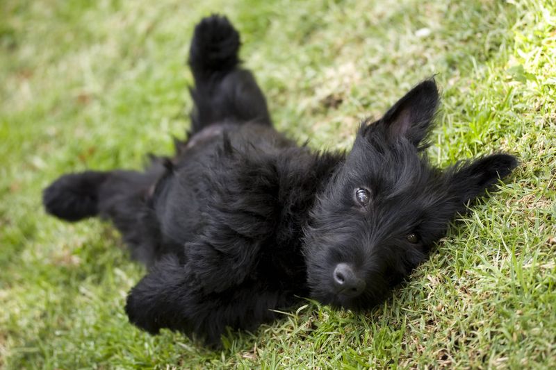 Scottish Terrier
