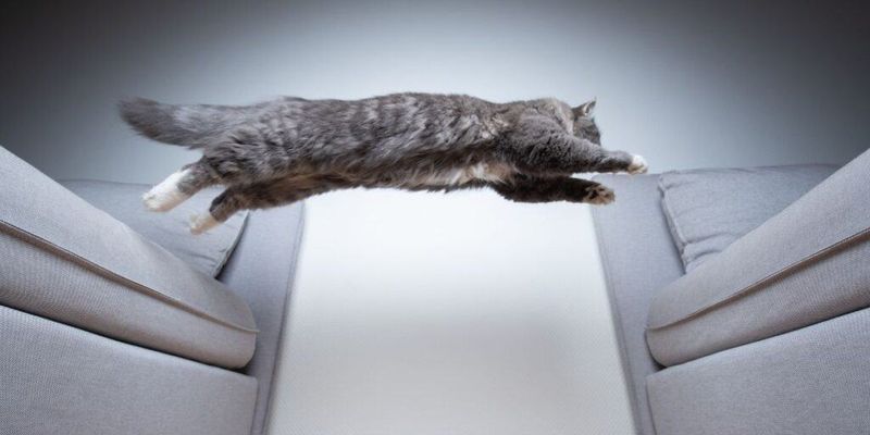 Scratching Post Obstacle Course