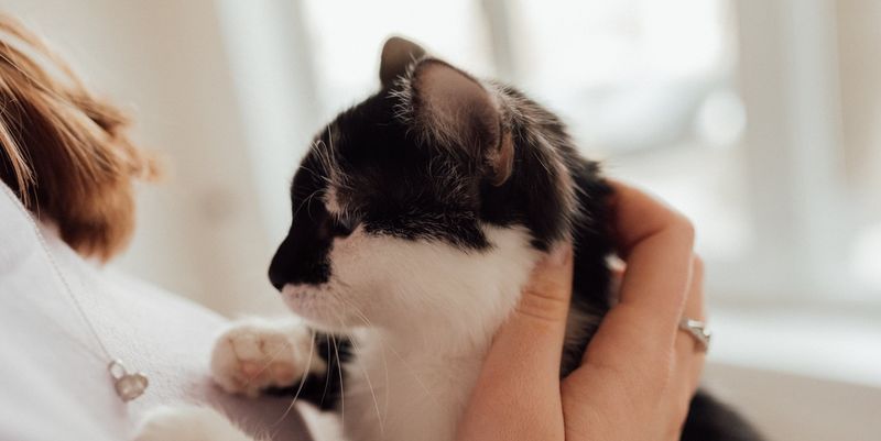 Seeking Contact With Favorite Humans