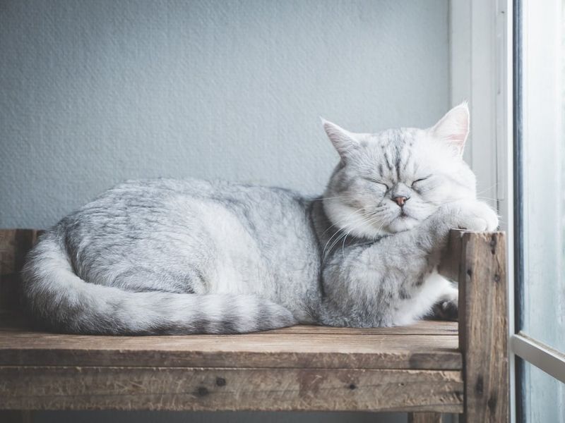 Seeking New Sleeping Locations