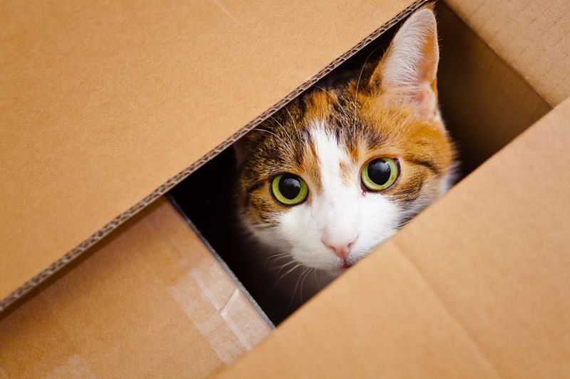 Seeking Small, Enclosed Spaces