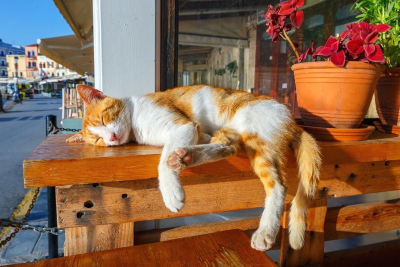 Seeking Sunbeams or Warm Spots