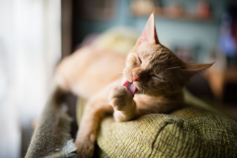 Self-Cleaning Companions