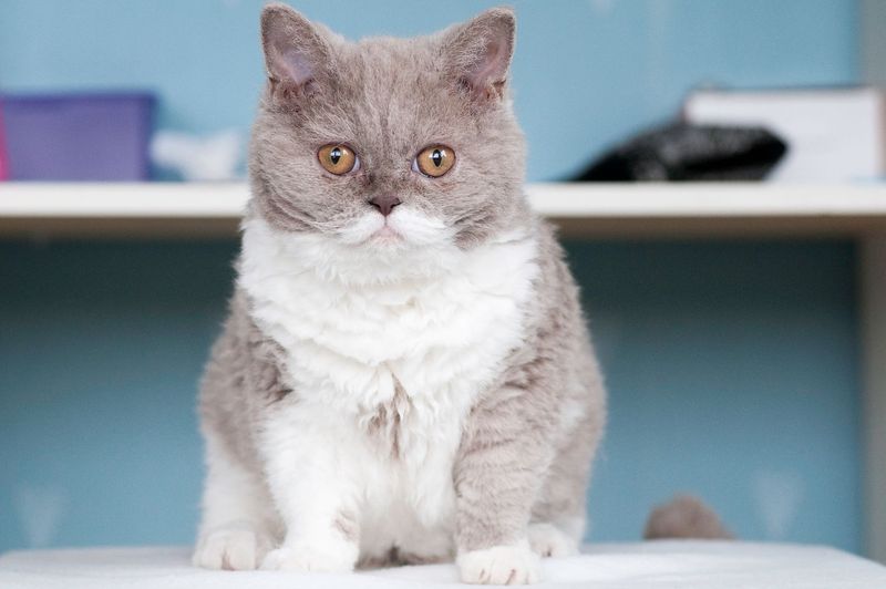 Selkirk Rex