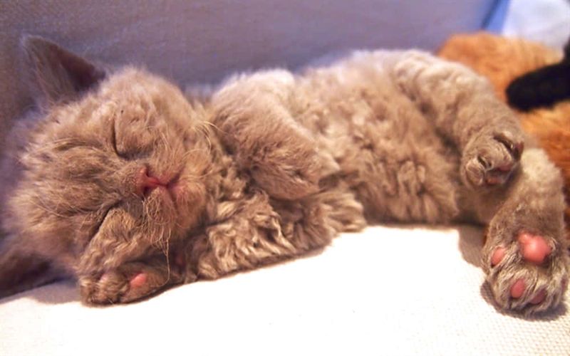 Selkirk Rex