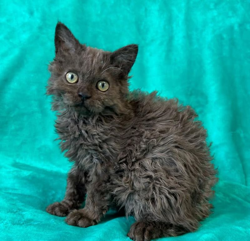 Selkirk Rex