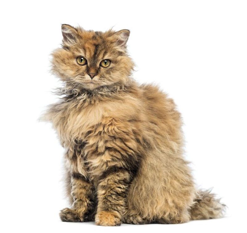 Selkirk Rex Longhair