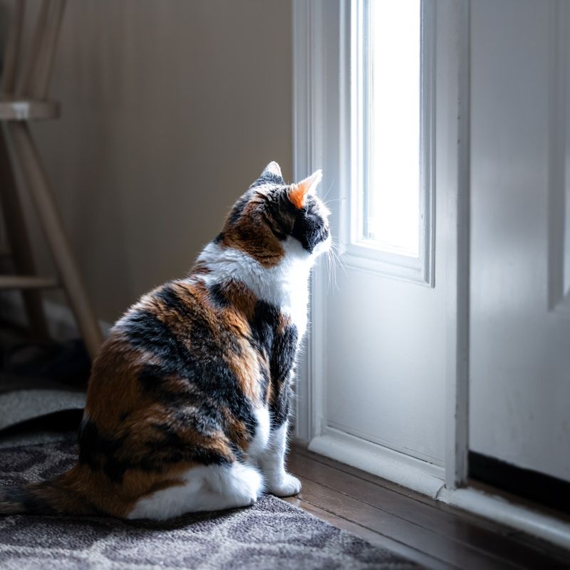 Separation Anxiety Expression