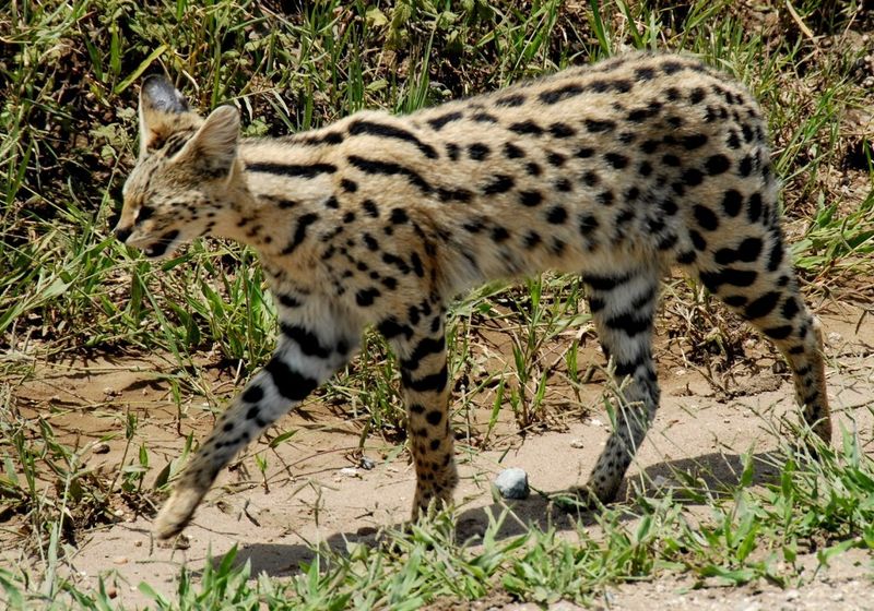 Serengeti