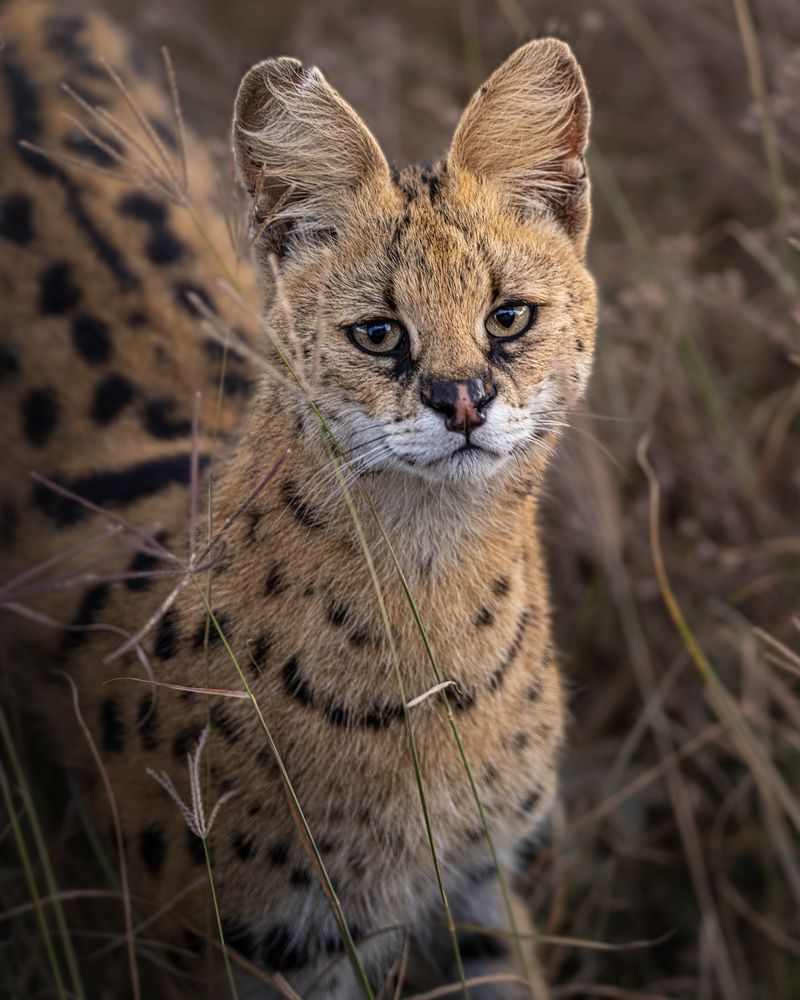 Serval