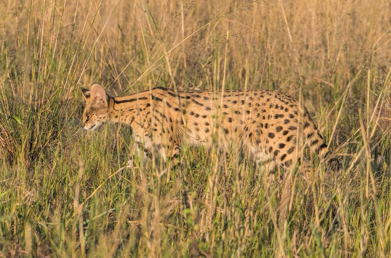 Serval