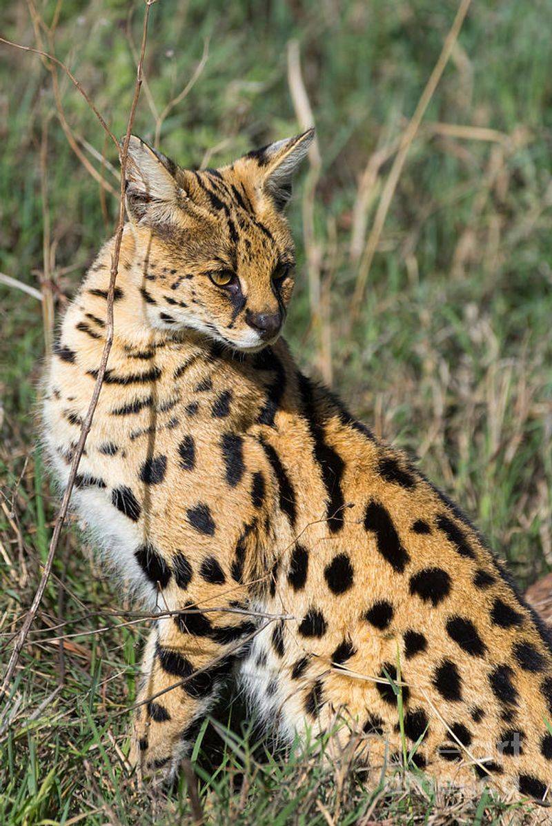 Serval