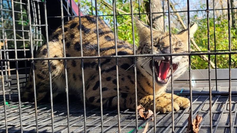 Serval Cats