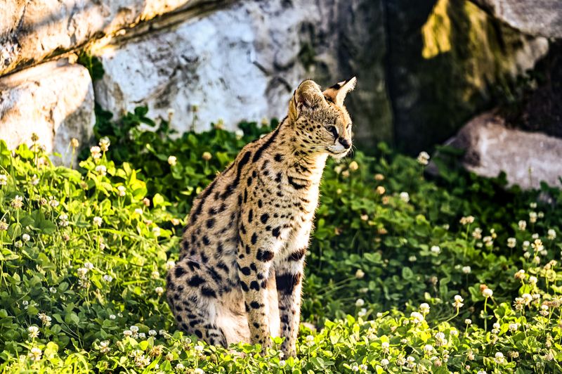 Serval Cats