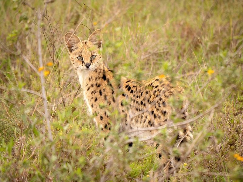Serval (Leptailurus serval)