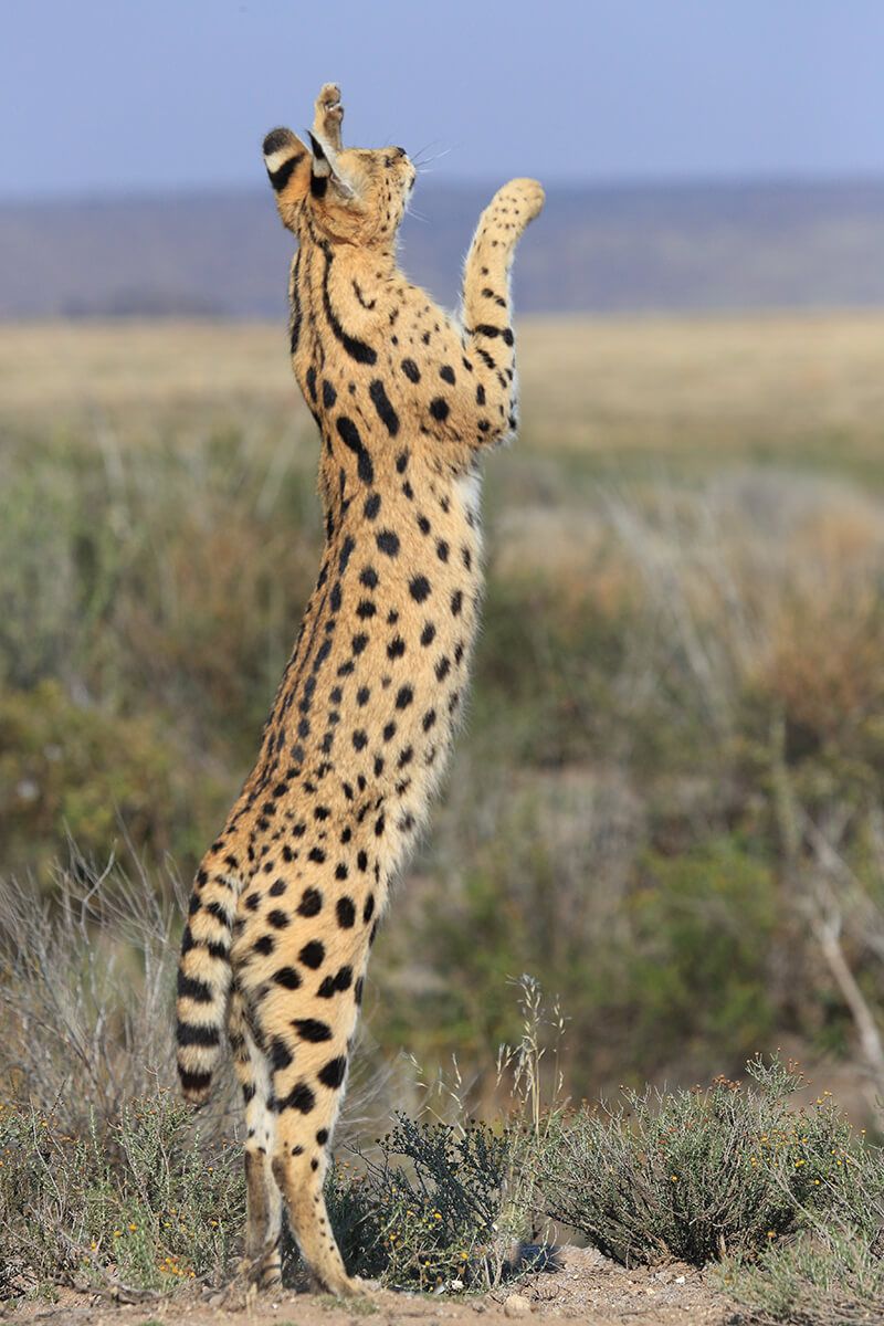 Serval: Savanna Sentinel