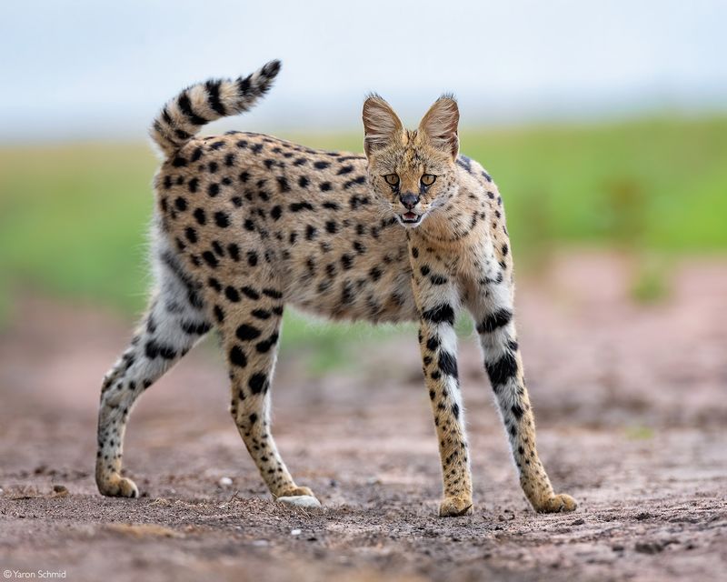 Servals (Leptailurus serval) – Africa