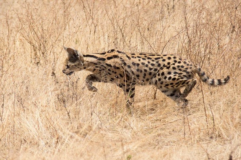 Servals