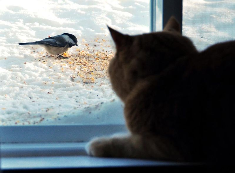 Set Up Bird-Watching Stations
