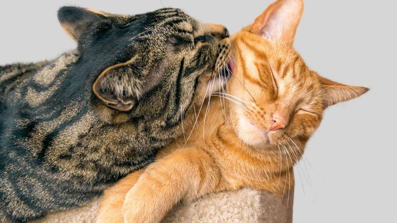 Shared Grooming