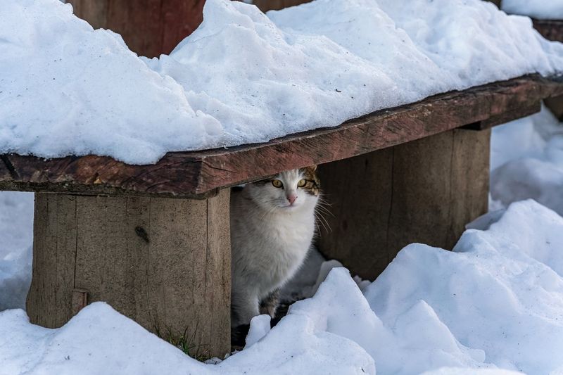 Shelter Creation