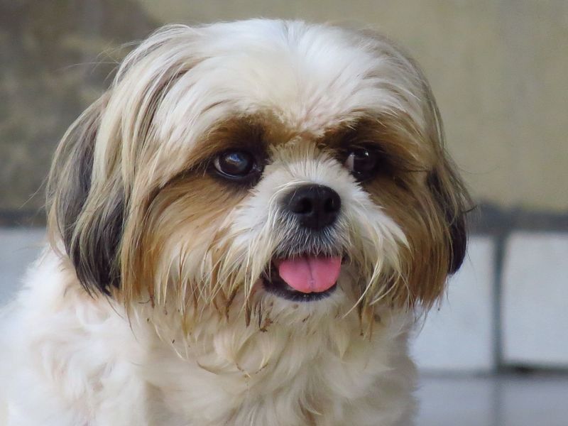 Shih Tzu