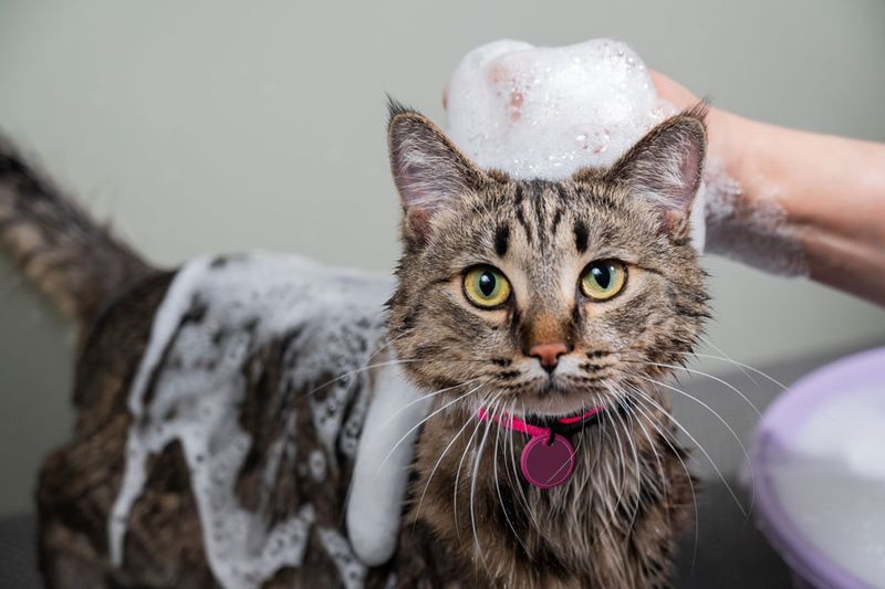 Shiny, Clean Coat