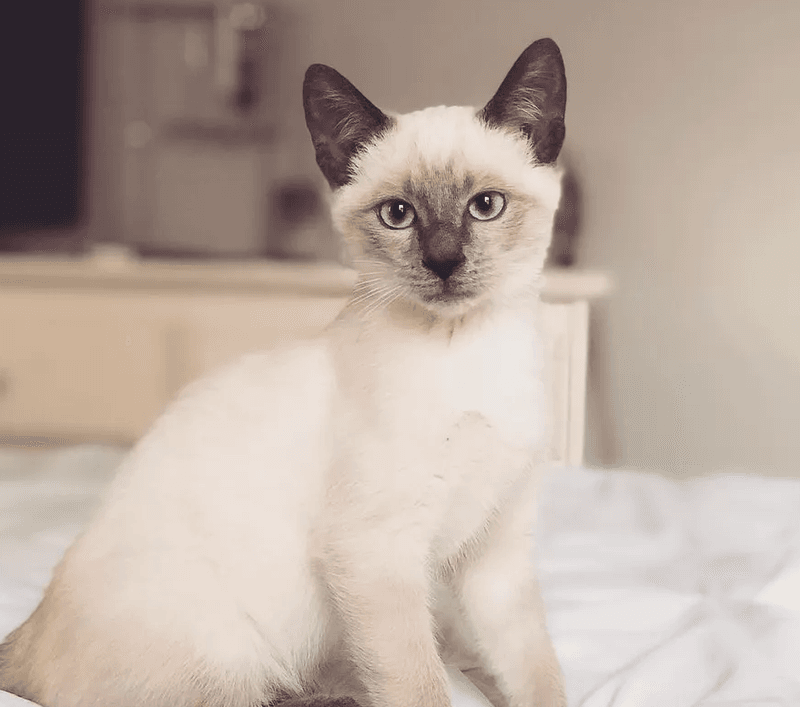 Siamese