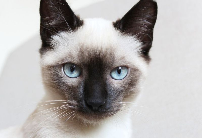Siamese
