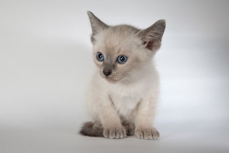 Siamese