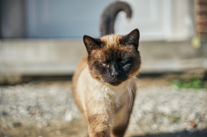 Siamese