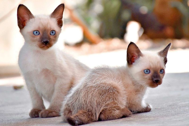 Siamese