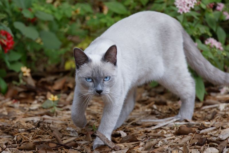 Siamese