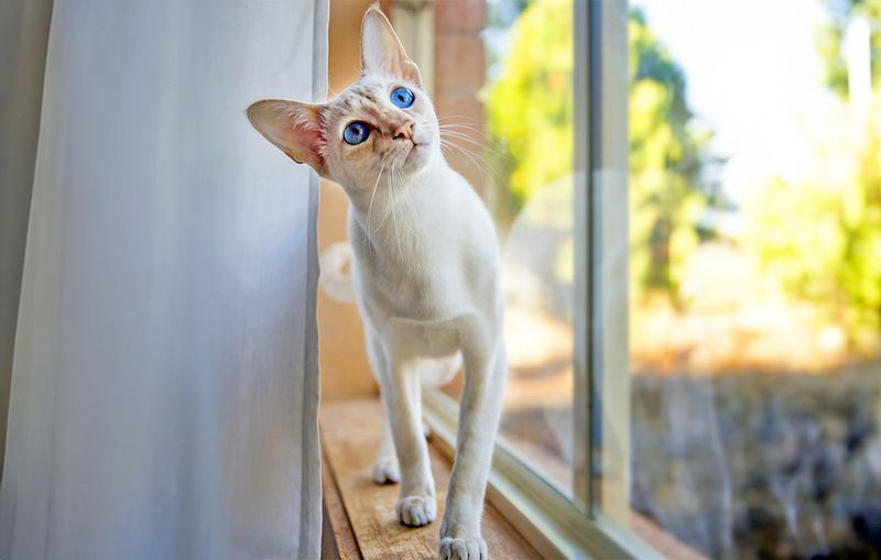 Siamese