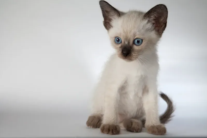 Siamese